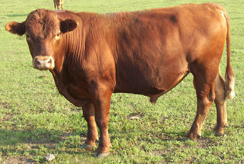 bull